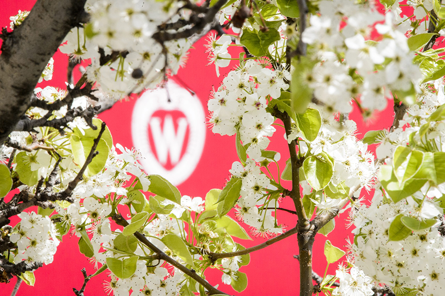 A W crest is pictured surrounded by the spring blooms of an ornamental pear tree along University Avenue at the University of Wisconsin-Madison